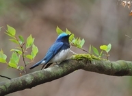 星野リゾートのプレスリリース画像1