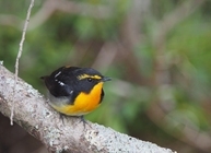 星野リゾートのプレスリリース画像2