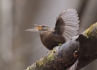 星野リゾートのプレスリリース画像3