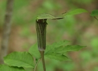 星野リゾートのプレスリリース画像4