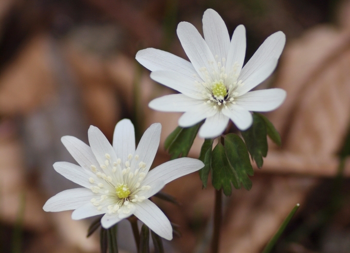 星野リゾートのプレスリリース画像3