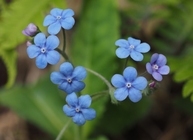 星野リゾートのプレスリリース画像2