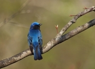 星野リゾートのプレスリリース画像3