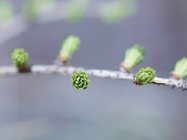 星野リゾートのプレスリリース画像4