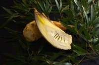 星野リゾートのプレスリリース画像4