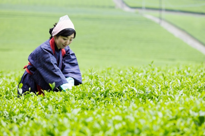 星野リゾートのプレスリリース画像2