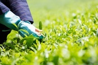 星野リゾートのプレスリリース画像1