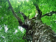 星野リゾートのプレスリリース画像3