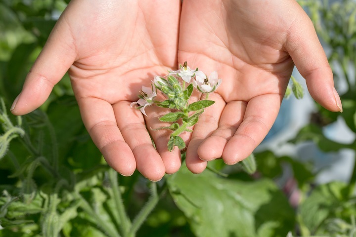 星野リゾートのプレスリリース画像2