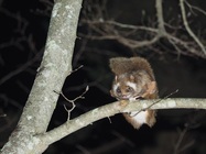 星野リゾートのプレスリリース画像2