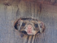 星野リゾートのプレスリリース画像1