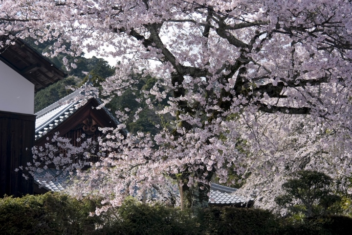 星野リゾートのプレスリリース画像1