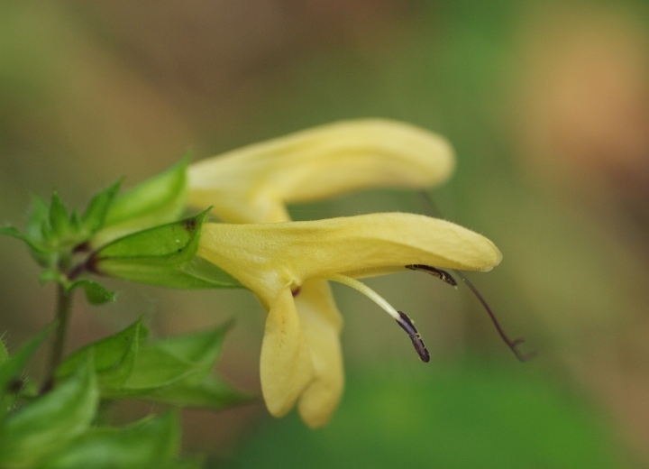 星野リゾートのプレスリリース画像5