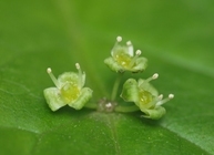 星野リゾートのプレスリリース画像3