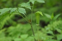 星野リゾートのプレスリリース画像2