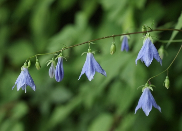 星野リゾートのプレスリリース画像4