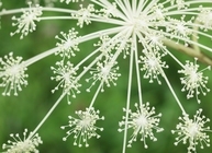 星野リゾートのプレスリリース画像1