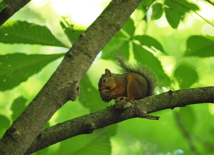 星野リゾートのプレスリリース画像7