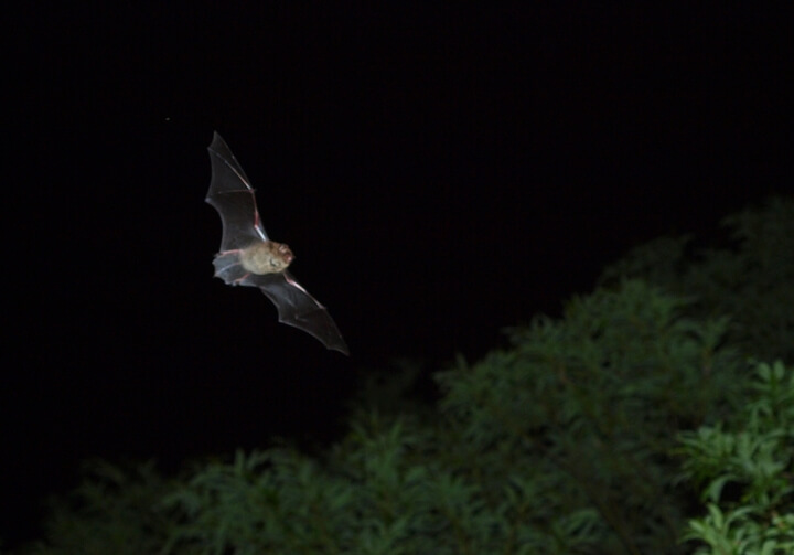星野リゾートのプレスリリース画像1