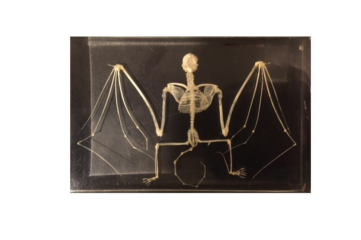 星野リゾートのプレスリリース画像5