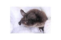 星野リゾートのプレスリリース画像4