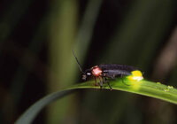 星野リゾートのプレスリリース画像6