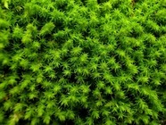 星野リゾートのプレスリリース画像2