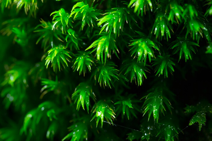 星野リゾートのプレスリリース画像3