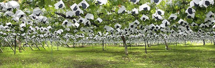 星野リゾートのプレスリリース画像5