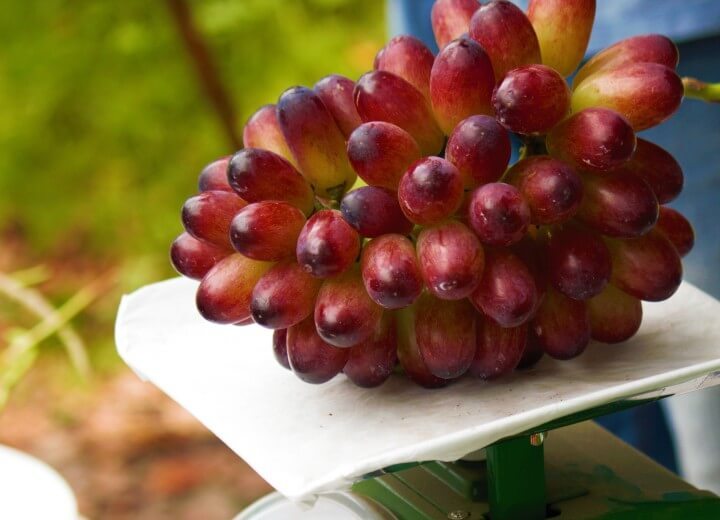 星野リゾートのプレスリリース画像2