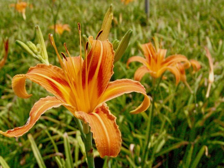 星野リゾートのプレスリリース画像5