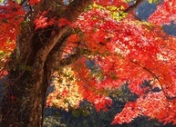 星野リゾートのプレスリリース画像2