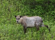 星野リゾートのプレスリリース画像2