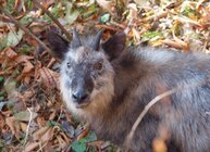 星野リゾートのプレスリリース画像1