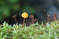 星野リゾートのプレスリリース画像1