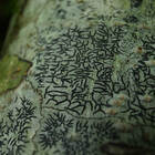 星野リゾートのプレスリリース画像3