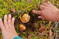 星野リゾートのプレスリリース画像6