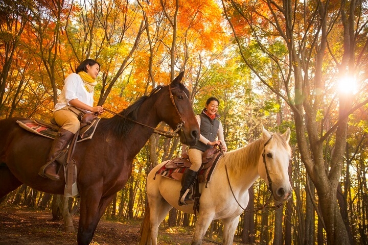 馬の町で 乗馬をしながら楽しむ紅葉狩り 絶景紅葉乗馬 開催 17年11月1日 30日 星野リゾートのプレスリリース 馬の町で 乗馬をしながら楽しむ紅葉狩り 絶景紅葉乗馬 開催 17年11月1日 30日 星野リゾートのプレスリリース