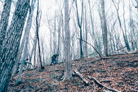 星野リゾートのプレスリリース画像1