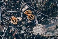 星野リゾートのプレスリリース画像6