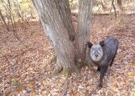 星野リゾートのプレスリリース画像3