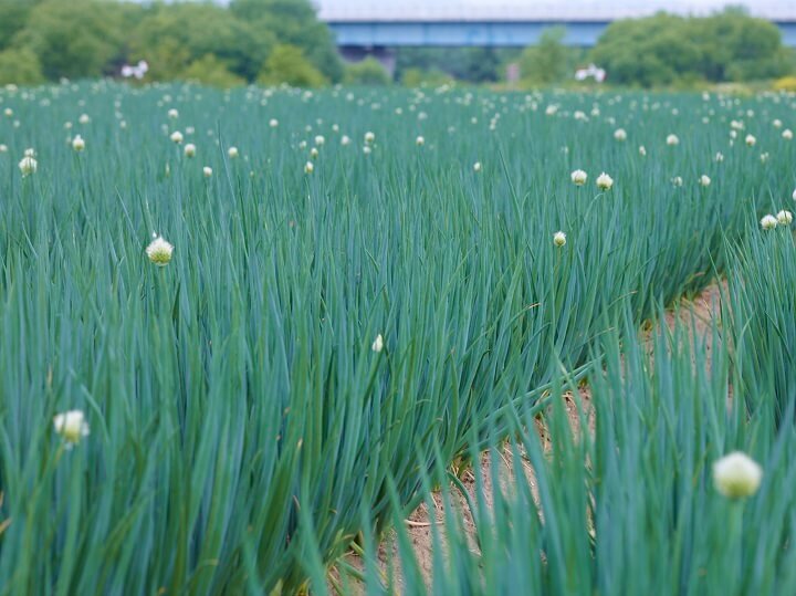 星野リゾートのプレスリリース画像2