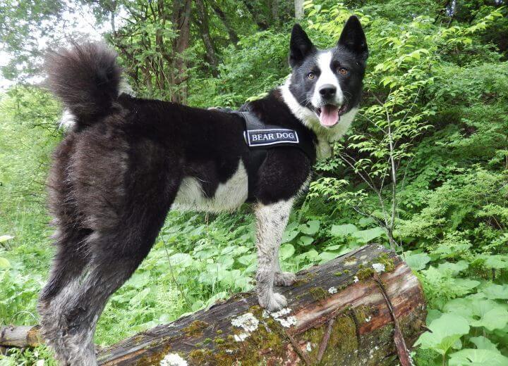 星野リゾートのプレスリリース画像5