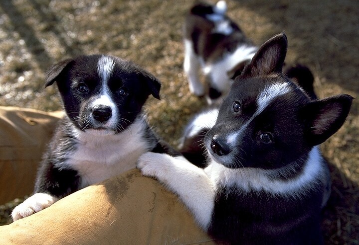 星野リゾートのプレスリリース画像1