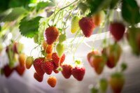 星野リゾートのプレスリリース画像4