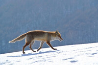 星野リゾートのプレスリリース画像3