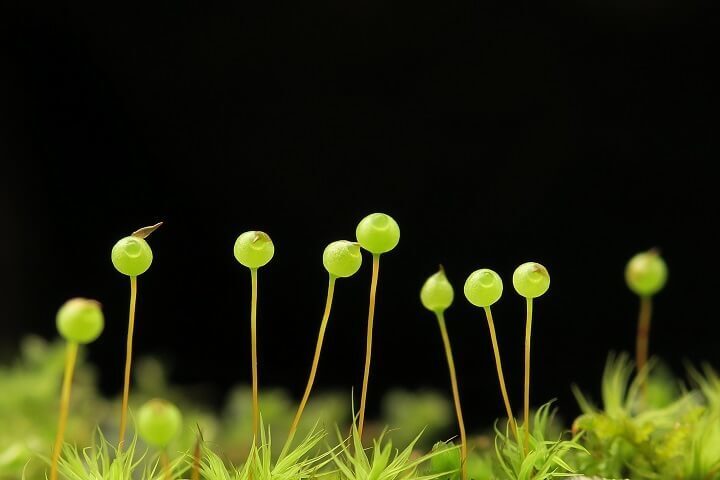 星野リゾートのプレスリリース画像1