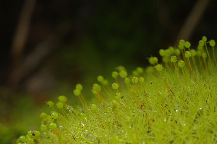 星野リゾートのプレスリリース画像2