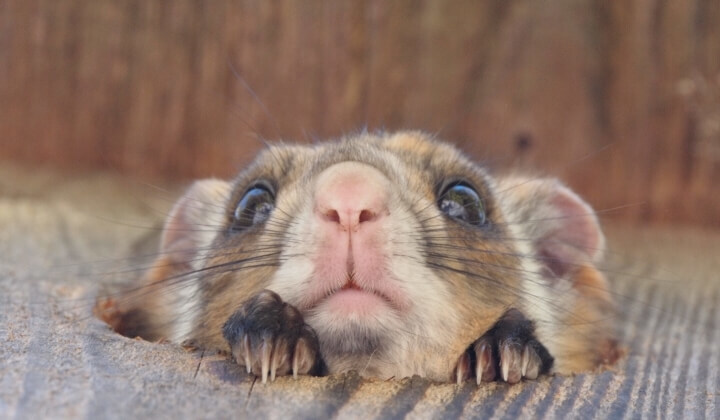 星野リゾートのプレスリリース画像1