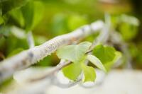 星野リゾートのプレスリリース画像2